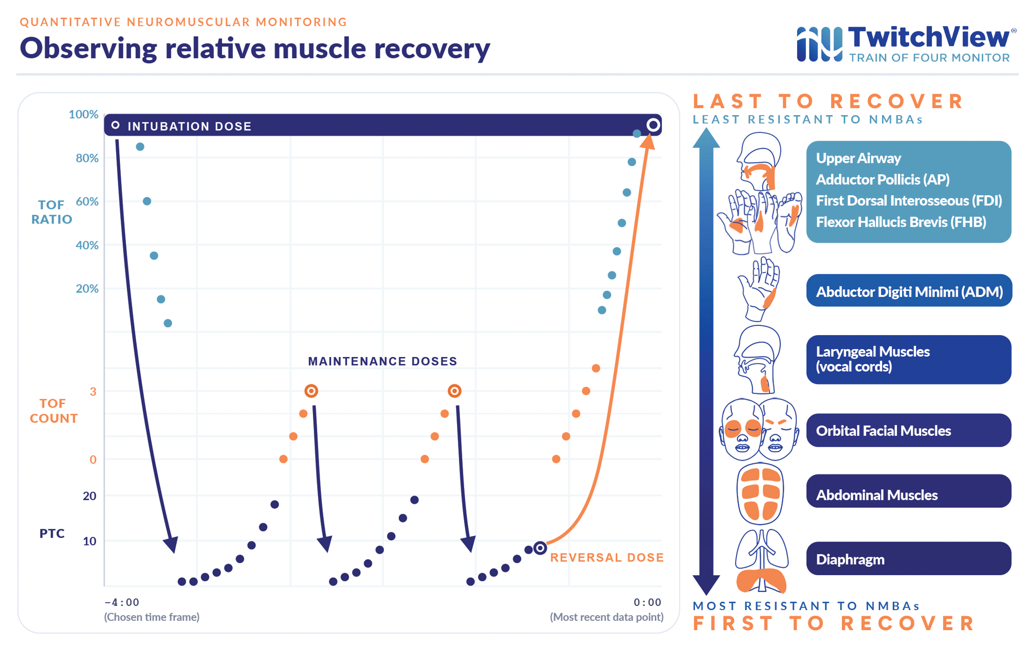 Relative Muscle Recovery Relative Muscle Recovery